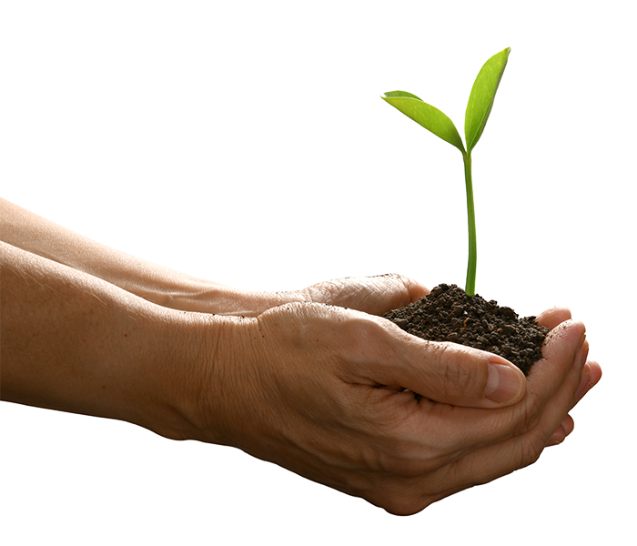 hands holding dirt and plant